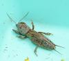 Gryllotalpa gryllotalpa